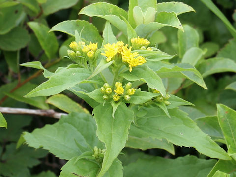 Solidago virgaurea ssp. leiocarpa f. japonalpestris