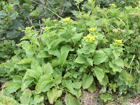 Solidago virgaurea ssp. leiocarpa f. japonalpestris