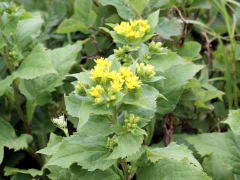 Solidago virgaurea ssp. leiocarpa f. japonalpestris