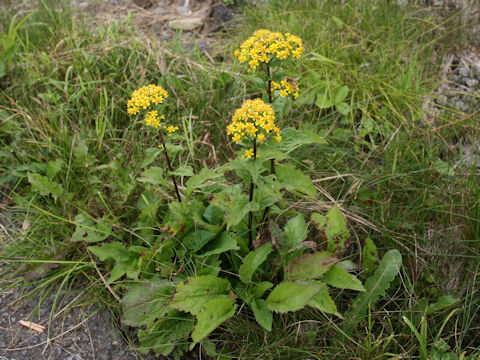 Solidago virgaurea ssp. leiocarpa f. japonalpestris