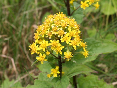 Solidago virgaurea ssp. leiocarpa f. japonalpestris