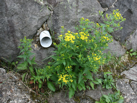 Solidago virgaurea ssp. leiocarpa f. japonalpestris