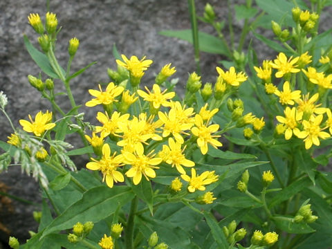 Solidago virgaurea ssp. leiocarpa f. japonalpestris