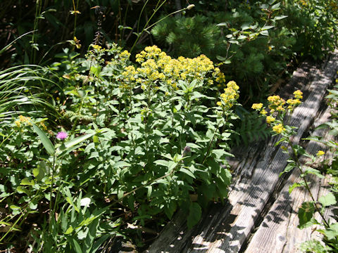 Solidago virgaurea ssp. leiocarpa f. japonalpestris