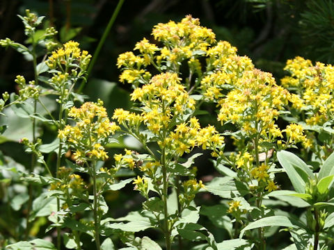 Solidago virgaurea ssp. leiocarpa f. japonalpestris