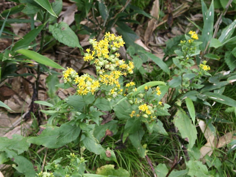 Solidago virgaurea ssp. leiocarpa f. japonalpestris