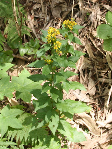 Solidago virgaurea ssp. leiocarpa f. japonalpestris