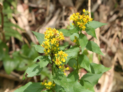 Solidago virgaurea ssp. leiocarpa f. japonalpestris