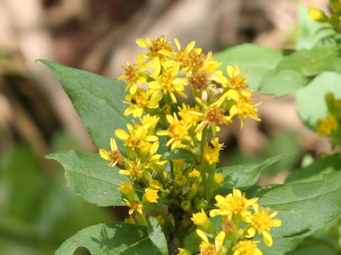 Solidago virgaurea ssp. leiocarpa f. japonalpestris