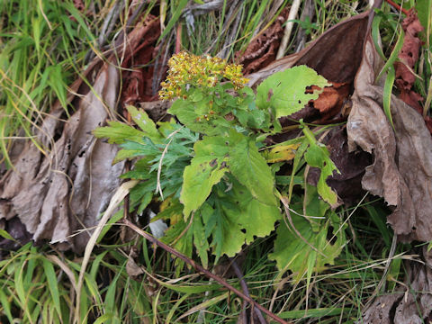 Solidago virgaurea ssp. leiocarpa f. japonalpestris