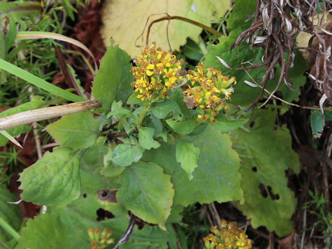 Solidago virgaurea ssp. leiocarpa f. japonalpestris