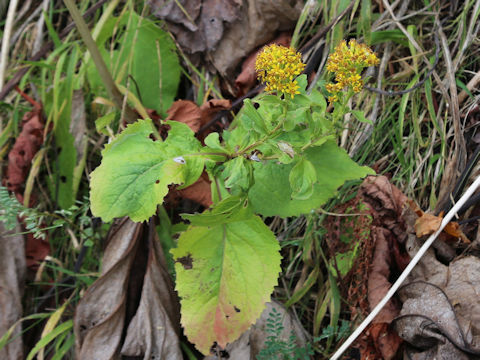 Solidago virgaurea ssp. leiocarpa f. japonalpestris
