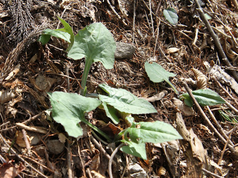 Lactuca triangulata