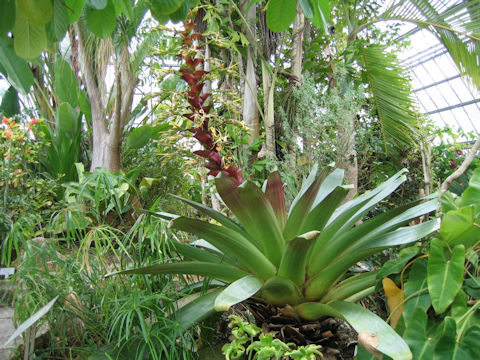 Vriesea imperialis cv. rubra