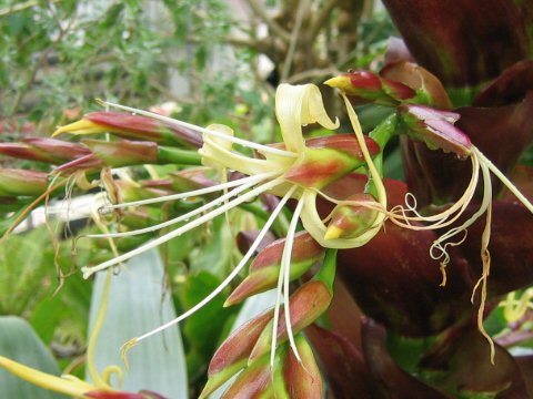 Vriesea imperialis cv. rubra