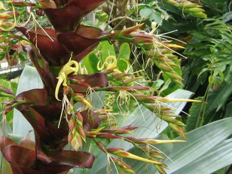 Vriesea imperialis cv. rubra