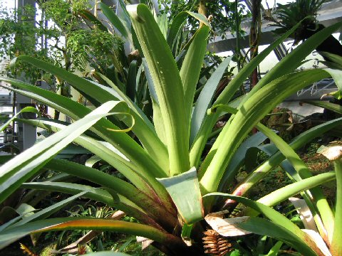 Vriesea imperialis