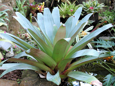 Vriesea imperialis