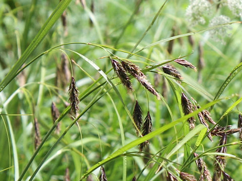 Carex scita