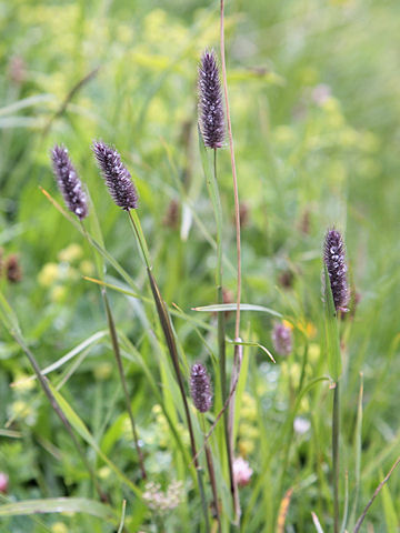 Phleum alpinum