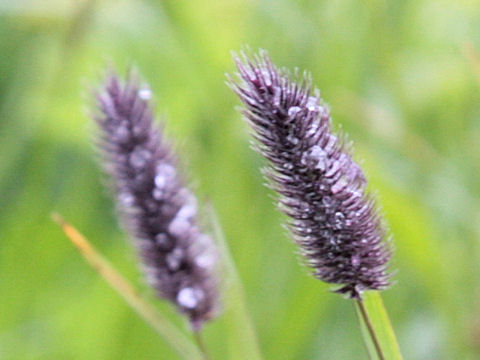 Phleum alpinum