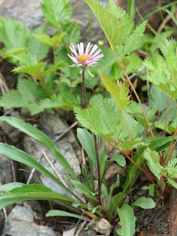 Erigeron thunbergii spp. glabratus