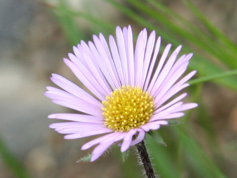 Erigeron thunbergii spp. glabratus