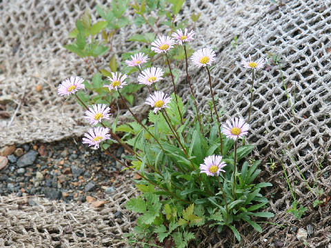 Erigeron thunbergii spp. glabratus