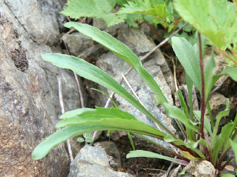 Erigeron thunbergii spp. glabratus