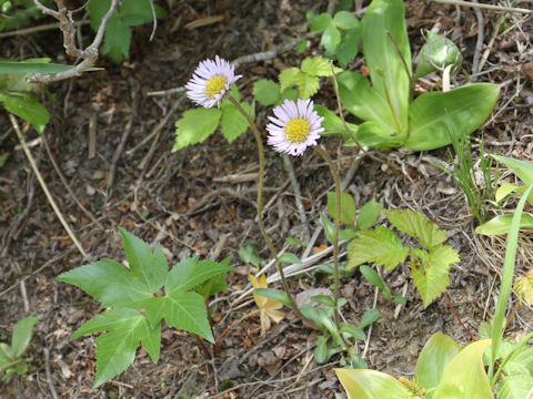 Erigeron thunbergii spp. glabratus