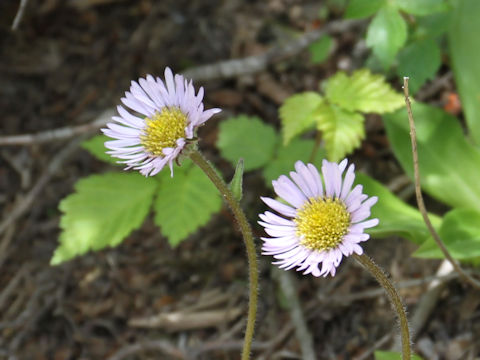 Erigeron thunbergii spp. glabratus