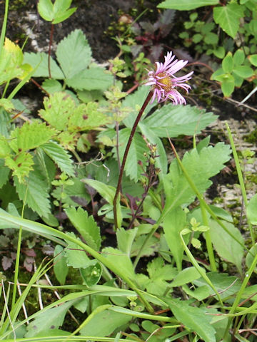 Erigeron thunbergii spp. glabratus