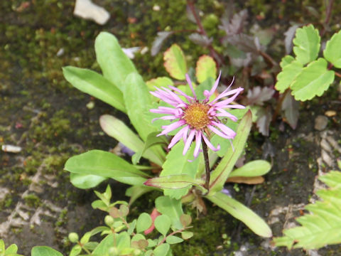 Erigeron thunbergii spp. glabratus