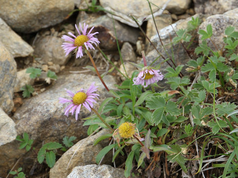 Erigeron thunbergii spp. glabratus