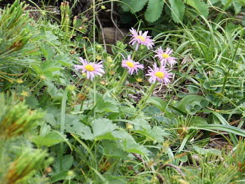 Erigeron thunbergii spp. glabratus