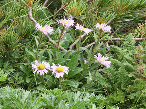 Erigeron thunbergii spp. glabratus