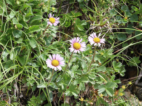 Erigeron thunbergii spp. glabratus