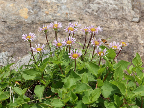 Erigeron thunbergii spp. glabratus