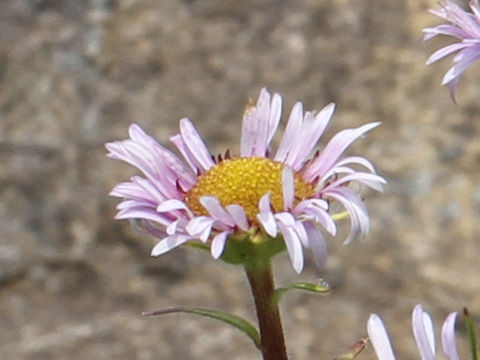 Erigeron thunbergii spp. glabratus