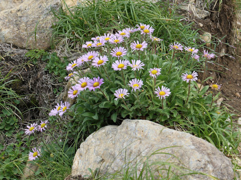 Erigeron thunbergii spp. glabratus