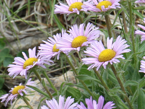 Erigeron thunbergii spp. glabratus