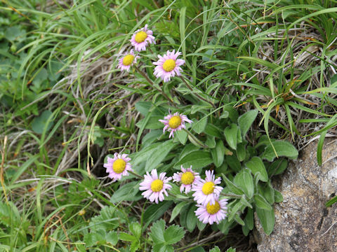 Erigeron thunbergii spp. glabratus