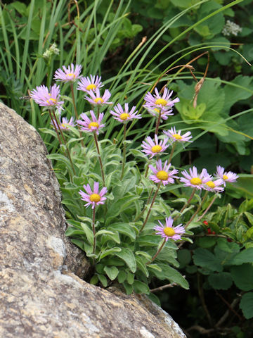 Erigeron thunbergii spp. glabratus