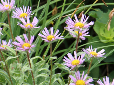 Erigeron thunbergii spp. glabratus