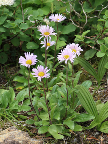 Erigeron thunbergii spp. glabratus