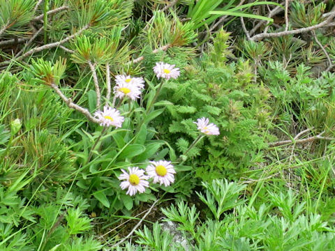 Erigeron thunbergii spp. glabratus