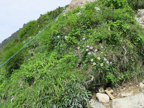 Erigeron thunbergii spp. glabratus