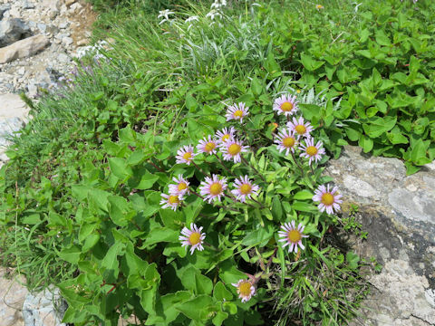 Erigeron thunbergii spp. glabratus