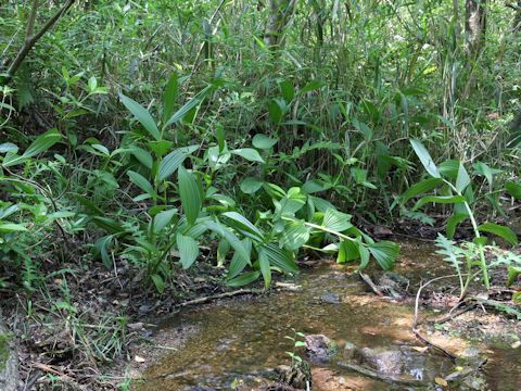 Veratrum stamineum var. micranthum