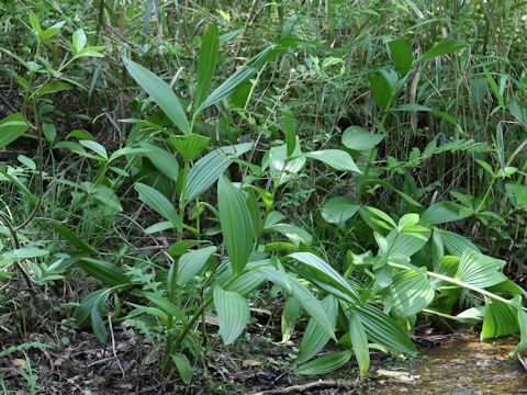 Veratrum stamineum var. micranthum